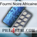 African Black Ant 34